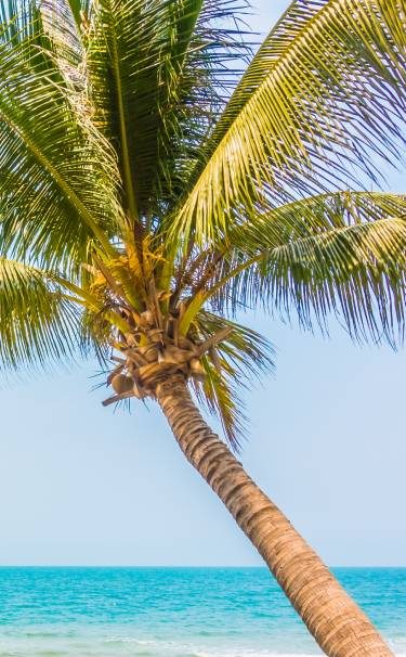 he God’s fruit - Coconut | Discover health, skin, and hair benefits of this versatile and nutritious natural treasure
