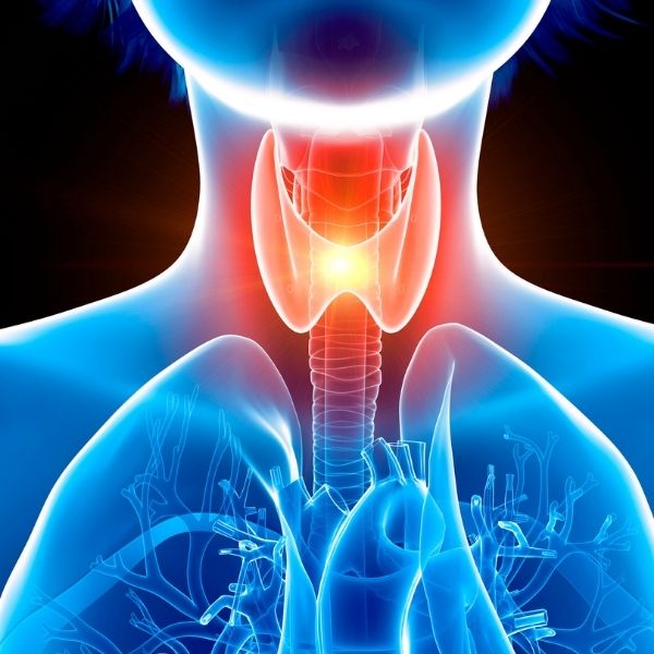 Crucifers – Thyroid and You: Understanding the relationship between cruciferous vegetables and thyroid health, including benefits and dietary tips