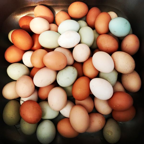 Benefits of Eggs: Explore the nutritional advantages of eggs, including their high protein content, essential vitamins, and role in a balanced diet
