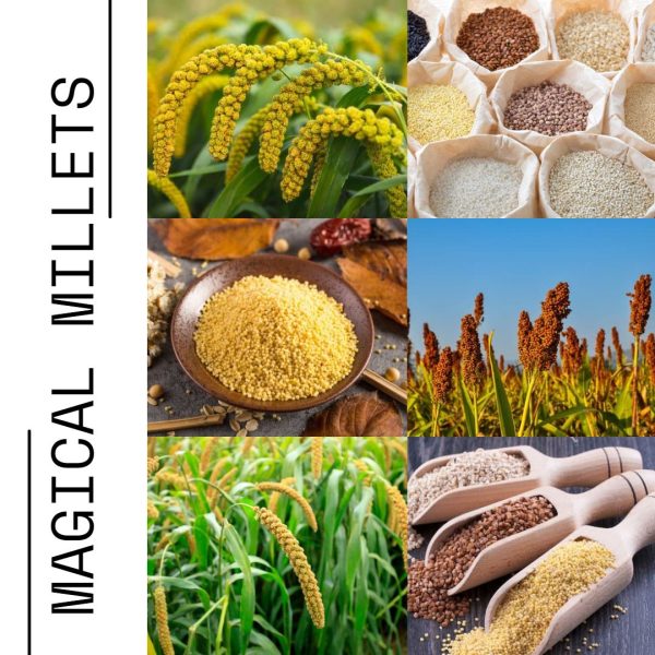 MAGICAL MILLETS: Discover the nutritional benefits, recipes, and health advantages of incorporating millets into your diet.